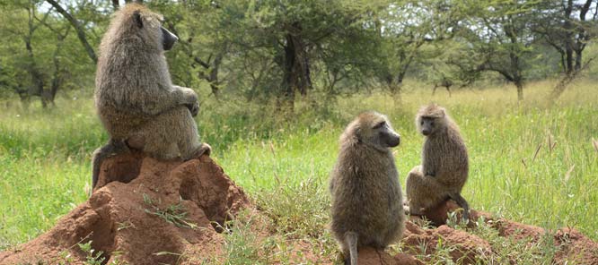 Baboons