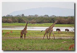 Serengeti